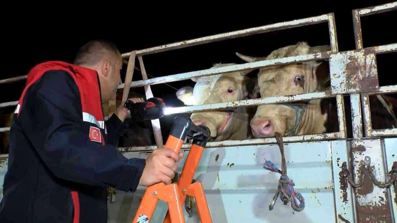 Kurban Bayramı’nın yaklaşmasıyla Türkiye’nin dört bir yanından yola çıkan kurbanlık