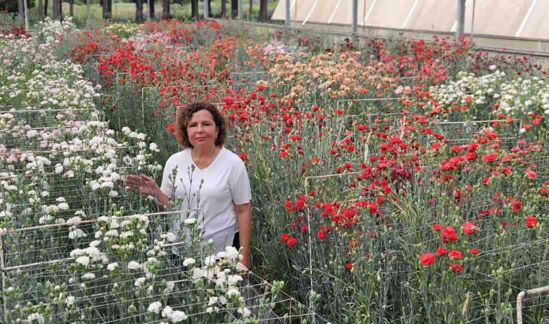 Fusarium Hastalığına Karşı Yerli Karanfil Çeşitleri Geliştirildi Batı Akdeniz Tarımsal