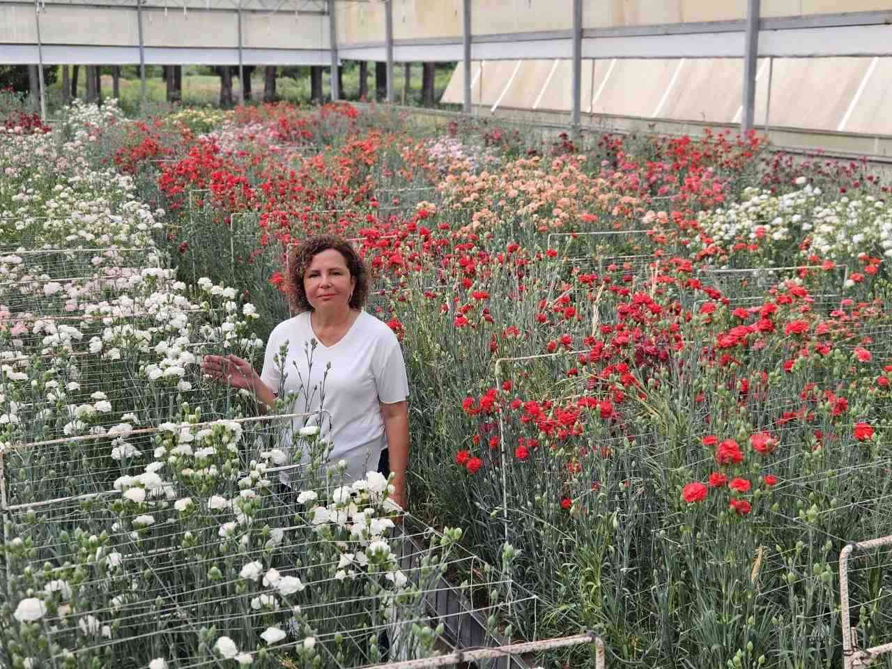 Fusarium Hastalığına Karşı Yerli Karanfil Çeşitleri Geliştirildi Batı Akdeniz Tarımsal