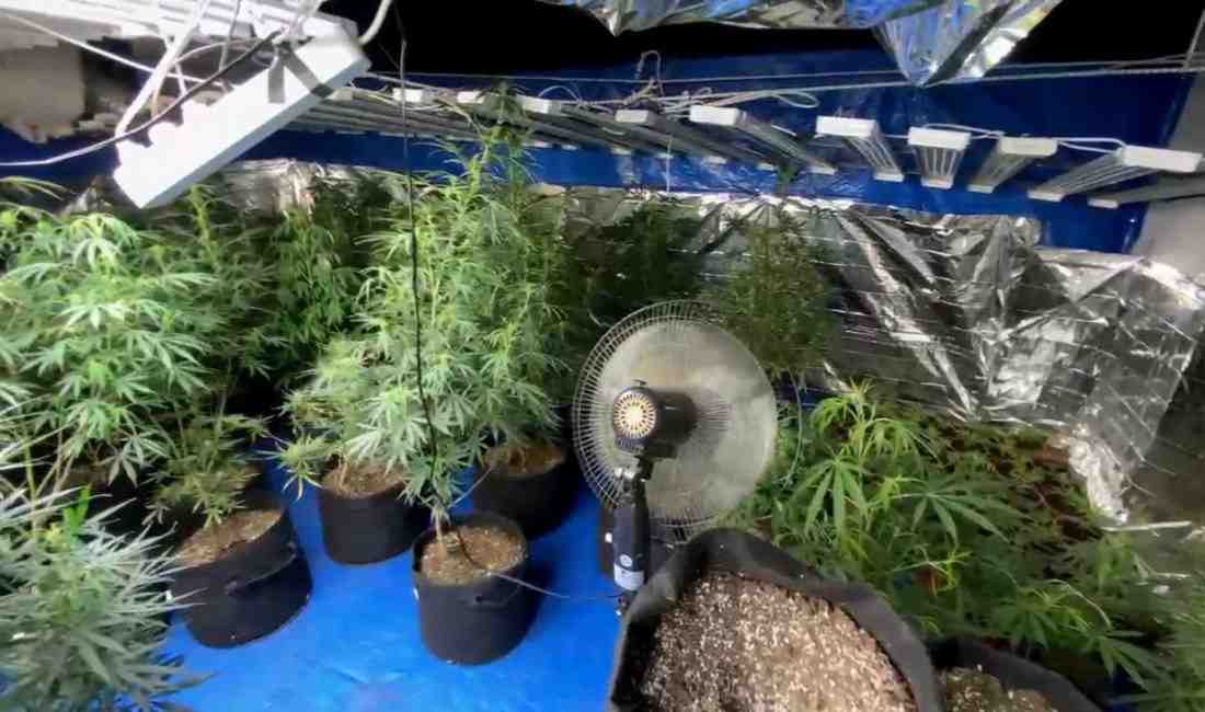 Samsun’un İlkadım ilçesinde evine özel iklimlendirme sistemi kurarak Hint keneviri