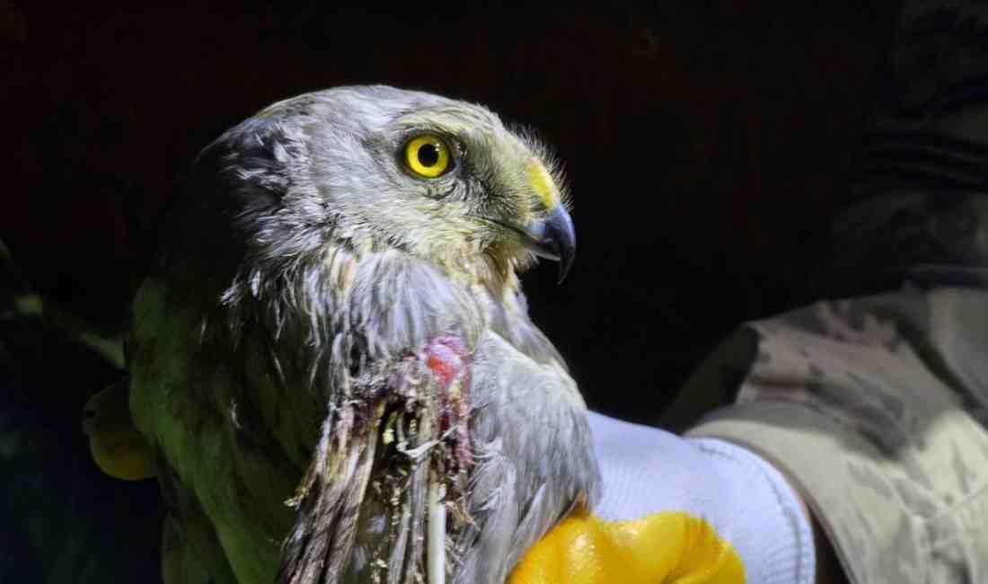 Hatay’ın Samandağ ilçesinde, nesli tehlike altında olan yırtıcı kuş türlerinden