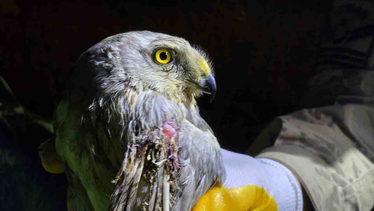Hatay’ın Samandağ ilçesinde, nesli tehlike altında olan yırtıcı kuş türlerinden