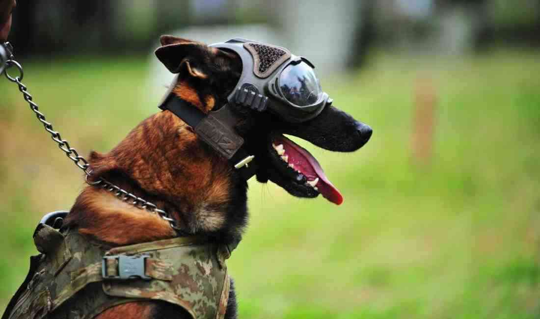 Askeri Köpekler 8 Branşta EğitiliyorBursa’daki Askeri Veteriner Okulu ve Eğitim