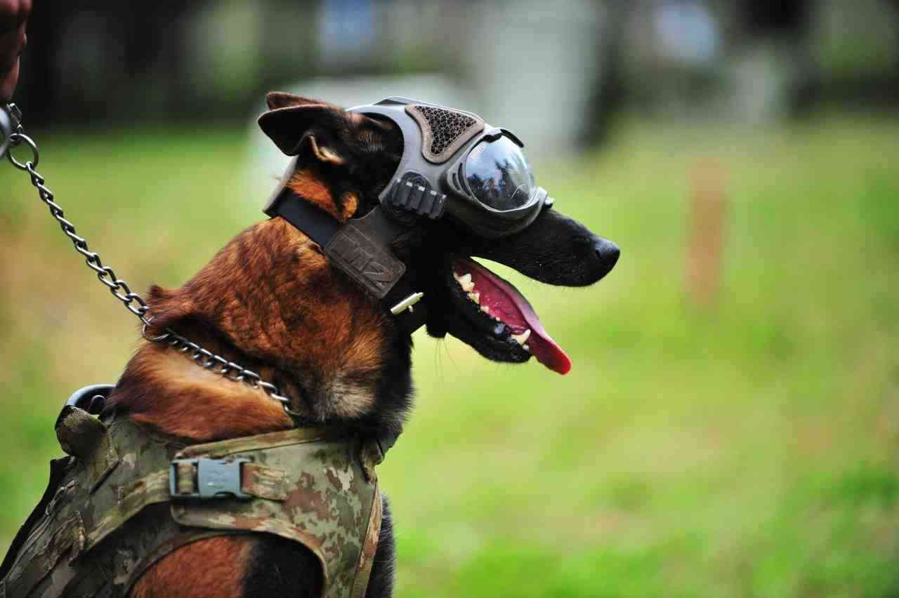 Askeri Köpekler 8 Branşta EğitiliyorBursa’daki Askeri Veteriner Okulu ve Eğitim