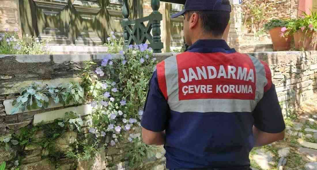 Aydın’ın Kuşadası ve Söke ilçelerinde yetişen, yörenin en nadir endemik