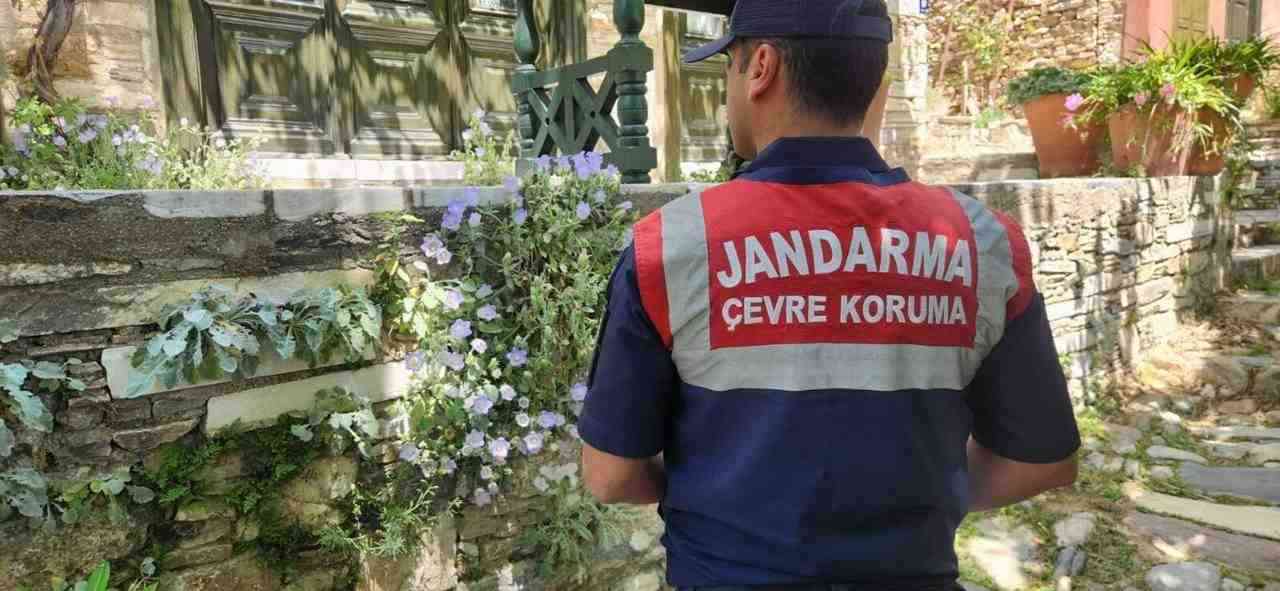 Aydın’ın Kuşadası ve Söke ilçelerinde yetişen, yörenin en nadir endemik