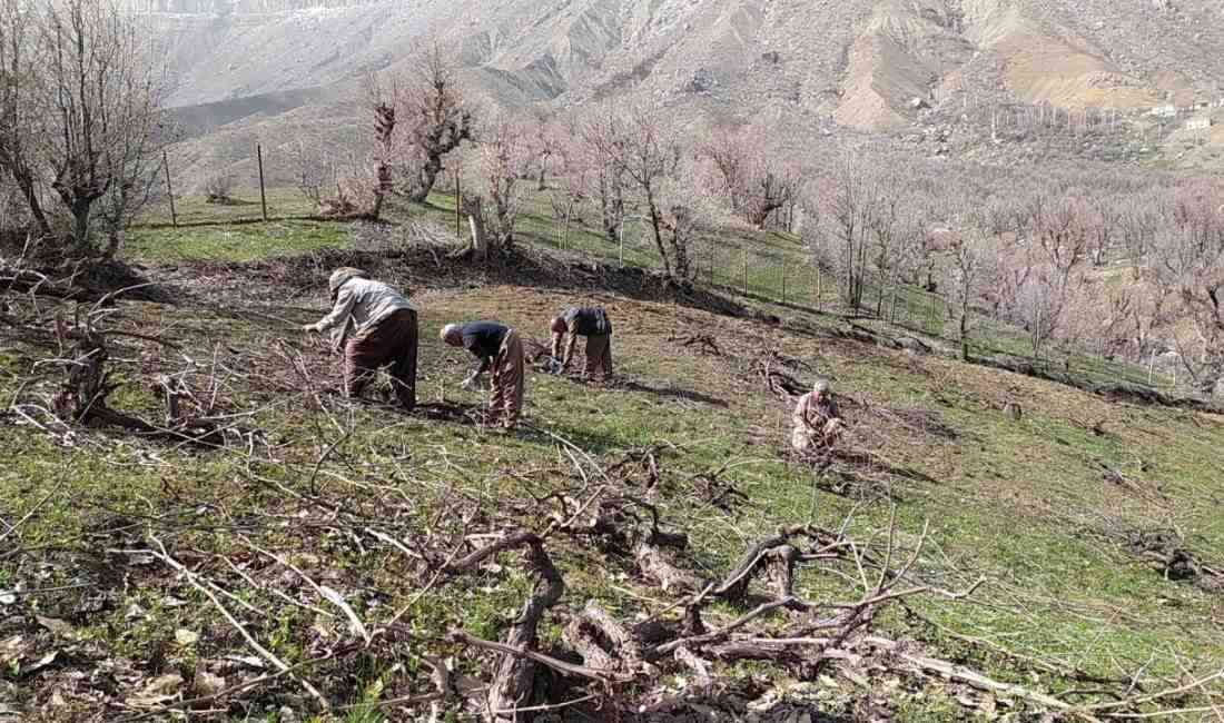 Engebeli Arazilerde Dayanışma Devam EdiyorHakkari’nin Irak sınırındaki Derecik ilçesinde, köylüler