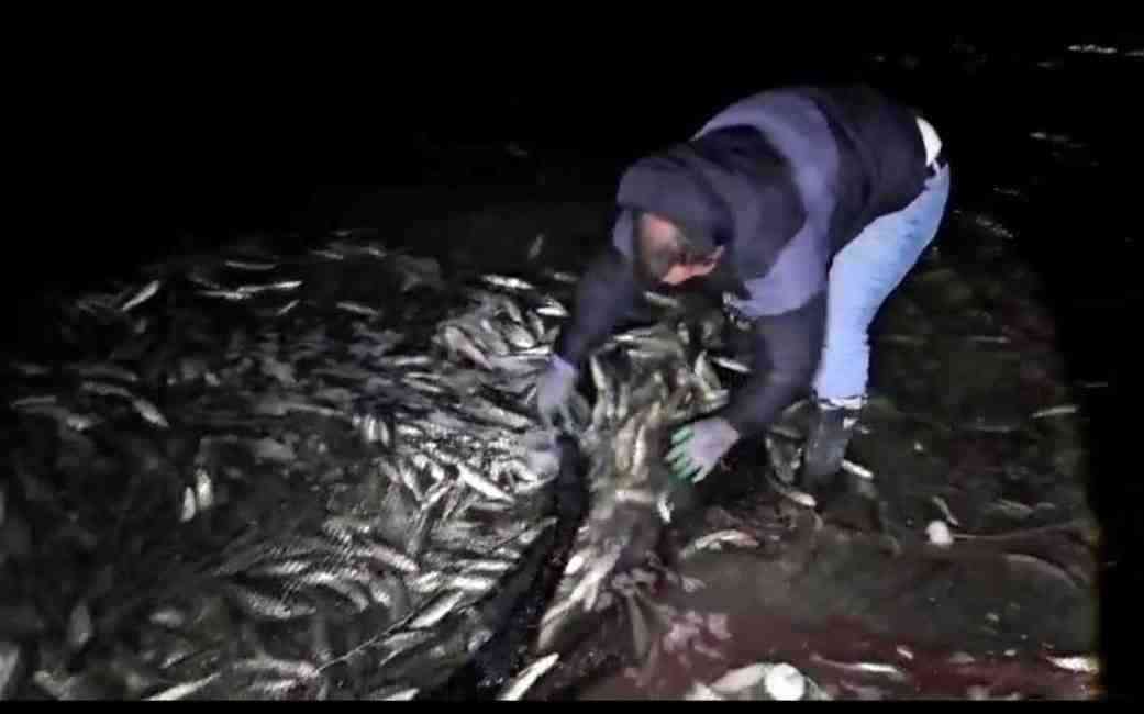 Av Yasağına Rağmen Kaçak Avcılık Sürüyor Van Gölü’nün eşsiz doğal