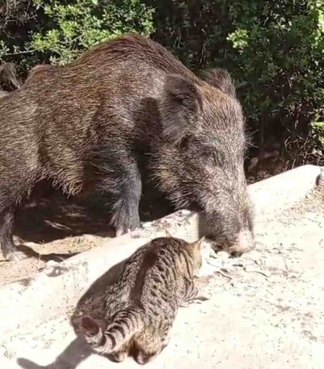 Hatay’ın Samandağ ilçesinde yaban domuzu ile bir sokak kedisinin aynı