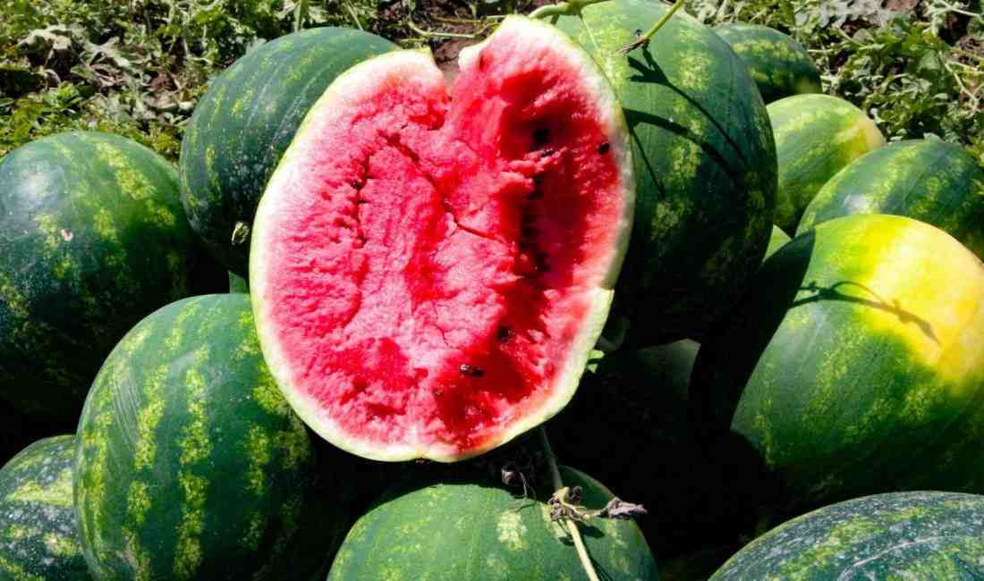 Türkiye’nin karpuz üretiminde önemli bir yere sahip olan Adana’da, hasat