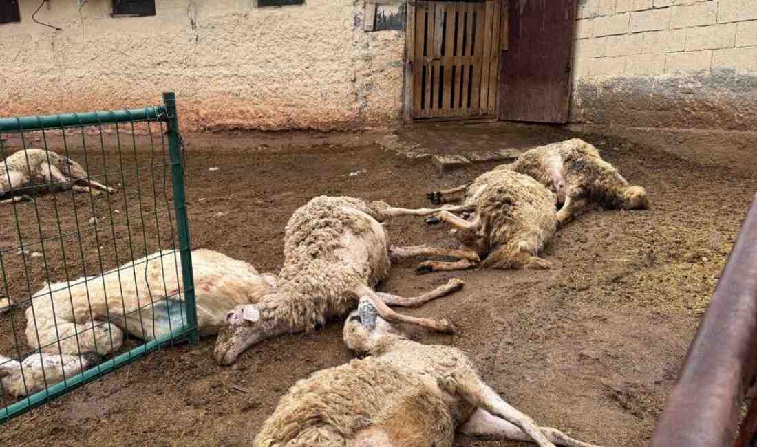 Yahşihan’da Kurt Dehşeti Kırıkkale’nin Yahşihan ilçesi Karadere mevkisinde meydana gelen