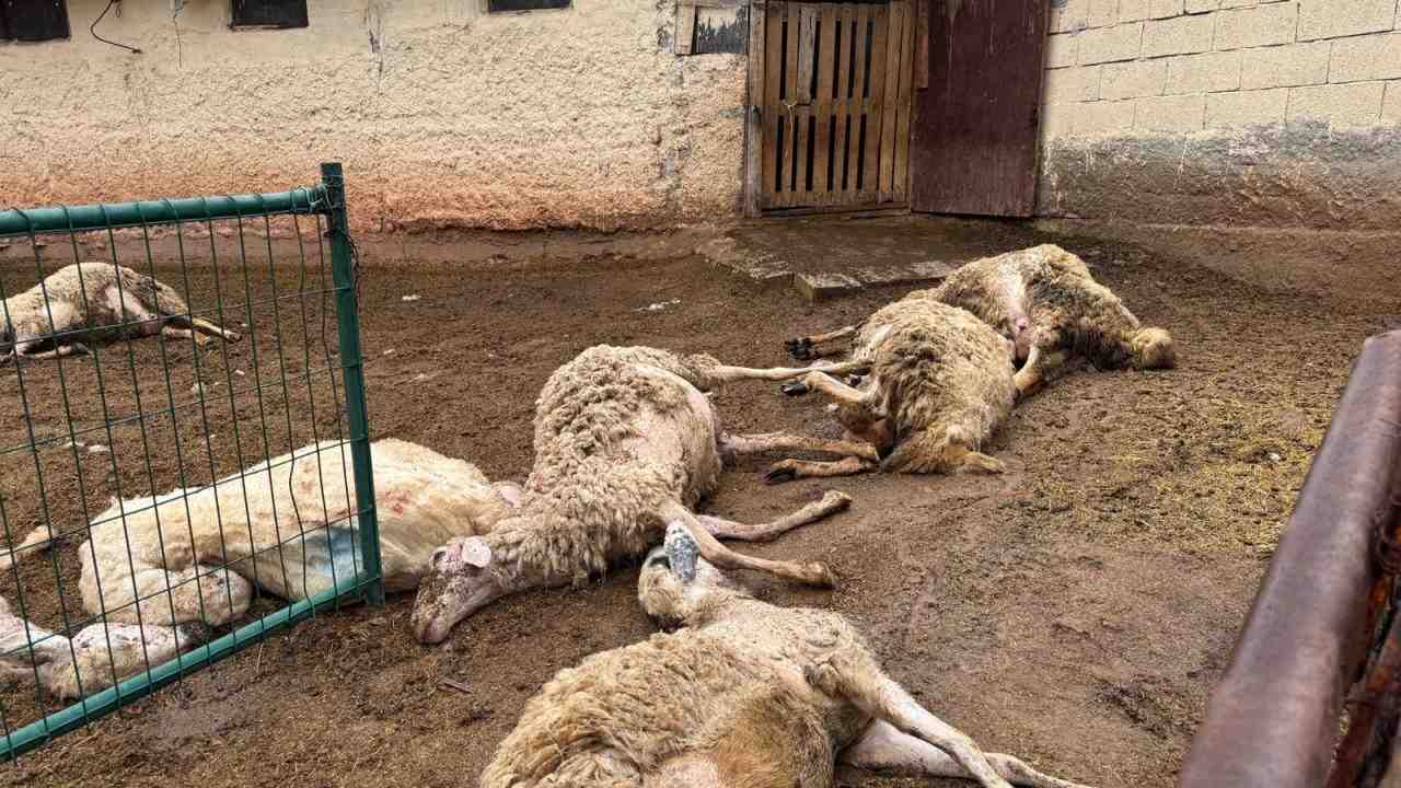 Yahşihan’da Kurt Dehşeti Kırıkkale’nin Yahşihan ilçesi Karadere mevkisinde meydana gelen