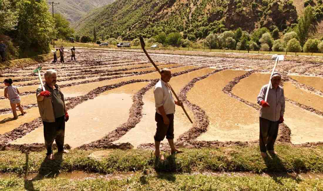 Asırlık Çeltik Geleneği Çeltikli Köyü’nde Sürdürülüyor Bitlis’in Çeltikli köyü, adını