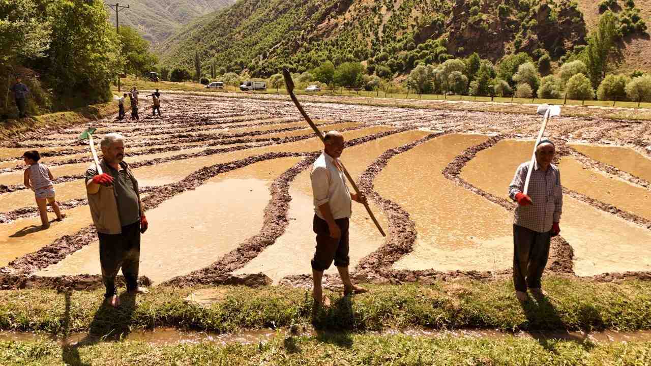 Asırlık Çeltik Geleneği Çeltikli Köyü’nde Sürdürülüyor Bitlis’in Çeltikli köyü, adını