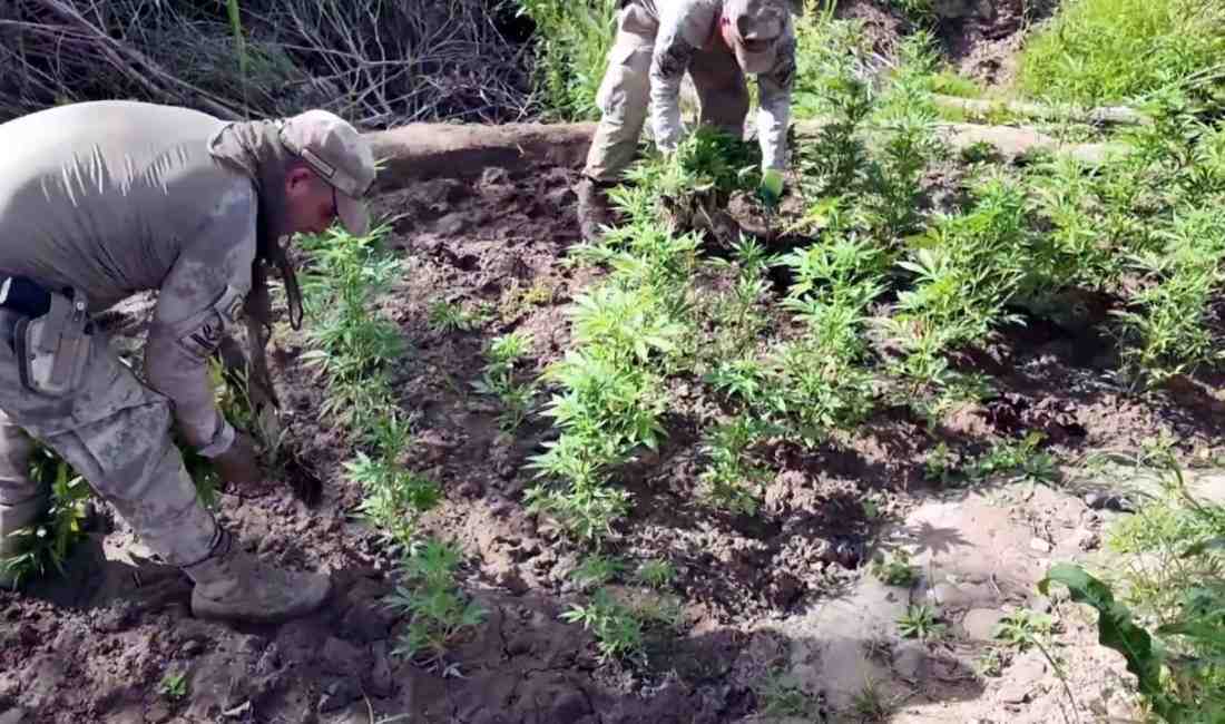 22 Şüpheli Tutuklandı, 100 Tonluk Esrar Üretimi Engellendi İçişleri Bakanı