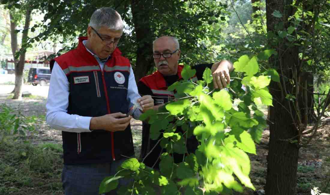 Kahverengi Kokarcaya Karşı Doğal Çözüm: Samuray ArısıEdirne’de tarım ürünlerine büyük