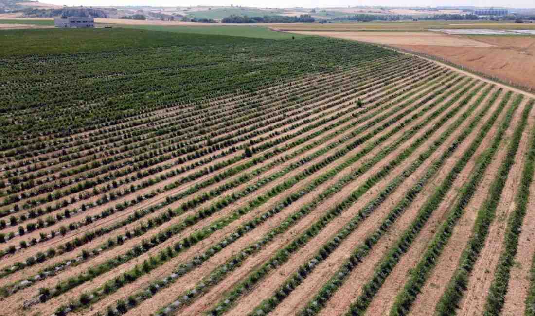 14 Yılın En Sert Donu Yaban Mersinini Vurdu Edirne’nin Büyükdöllük