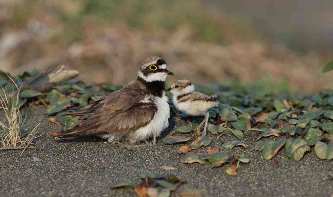 Kuş Gözlemcilerini Sevindiren Kareler Hatay’ın Samandağ ilçesinde bulunan ve 315