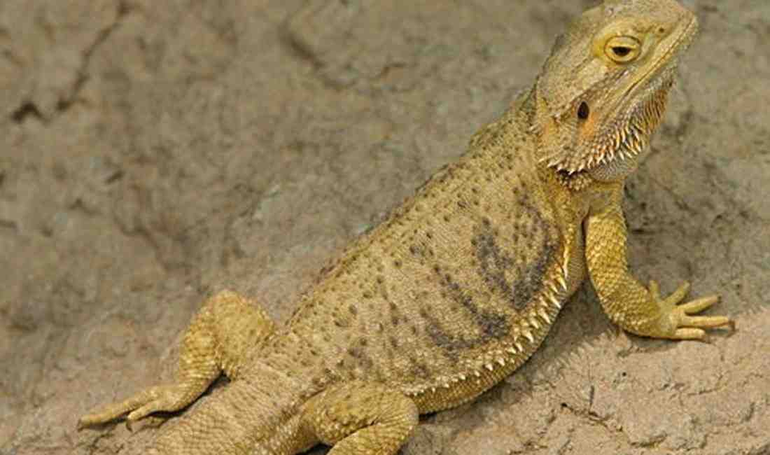 Avustralya Çöllerinden Türkiye’ye Kaçak GetiriliyorAna vatanı Avustralya olan ve doğal