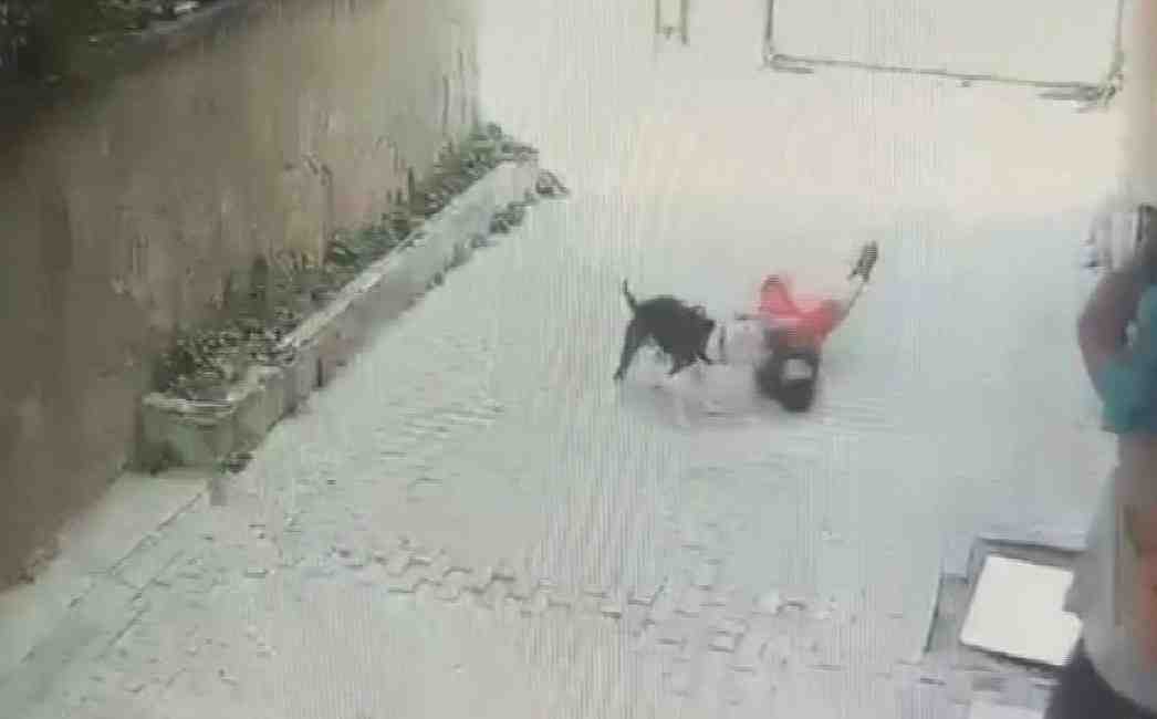 İstanbul Ataşehir’de tasması çözülerek sokakta serbest bırakılan Pitbull cinsi bir