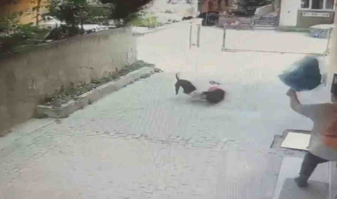 Köpek Tasmasız ve Ağızlıksızdı İstanbul Ataşehir’de tasmasız ve ağızlıksız şekilde