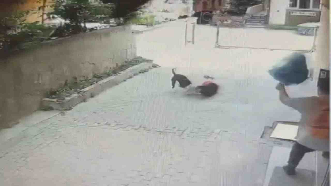 Köpek Tasmasız ve Ağızlıksızdı İstanbul Ataşehir’de tasmasız ve ağızlıksız şekilde