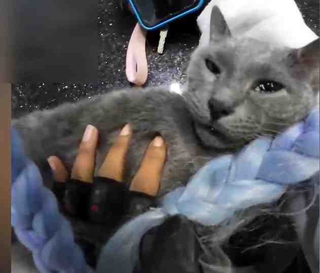 Kalbi Duran Kedi İçin Zamanla Yarıştıİstanbul Esenyurt’ta, kalbi duran bir
