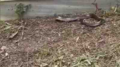 Yılanlar Şehre İndi: 7 İlçede Görüldüler İstanbul’da sıcaklıkların artmasıyla birlikte