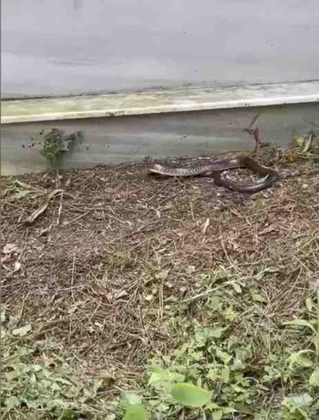 Yılanlar Şehre İndi: 7 İlçede Görüldüler İstanbul’da sıcaklıkların artmasıyla birlikte