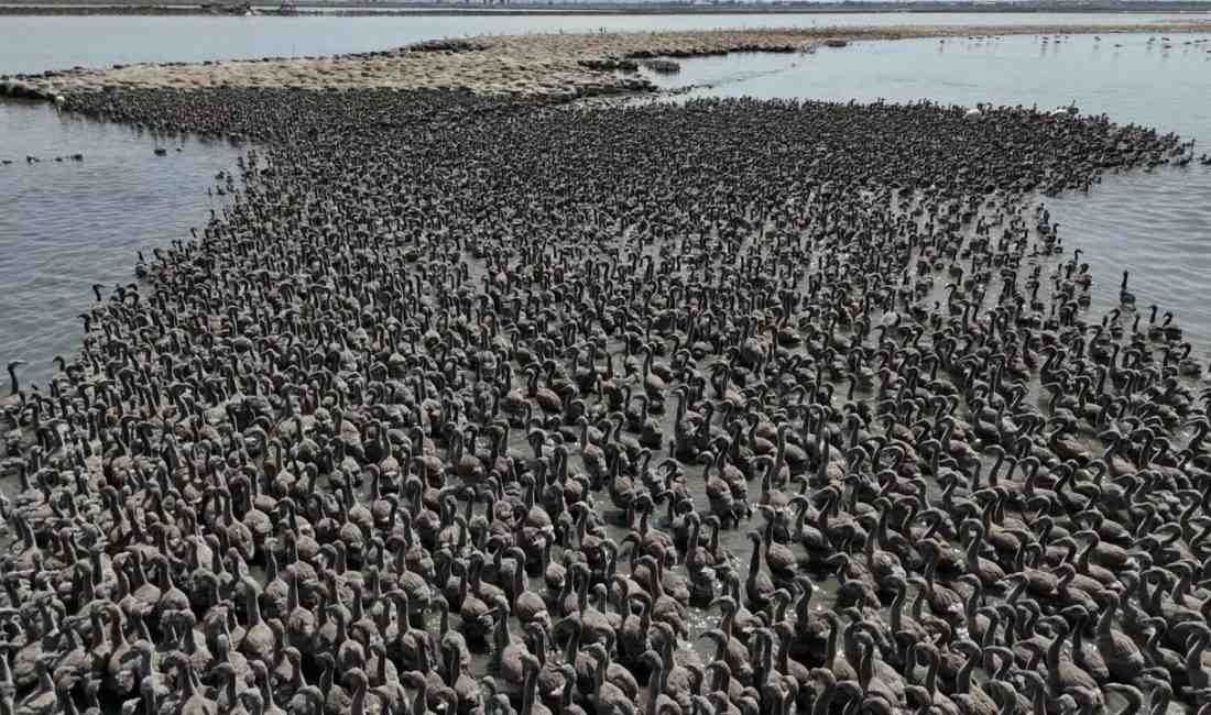 Gediz Deltası’nda Yavru Flamingo Bereketiİzmir’in doğal zenginliklerinden biri olan İzmir