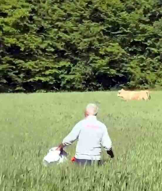 Kurbanlık Boğa Ormana KaçtıBolu’nun Kızılağıl köyünde Kurban Bayramı telaşı, bir