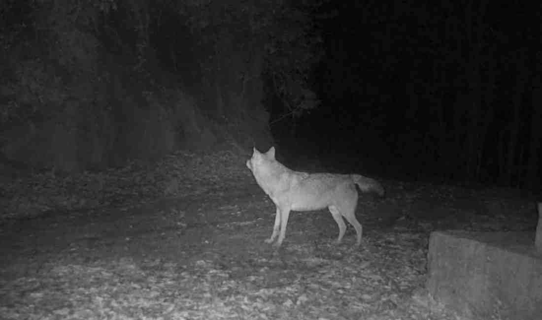Milli Parkta Kurda Yakın Takip: Doğal Davranışları Kaydedildi Bartın ile