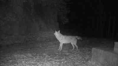 Milli Parkta Kurda Yakın Takip: Doğal Davranışları Kaydedildi Bartın ile