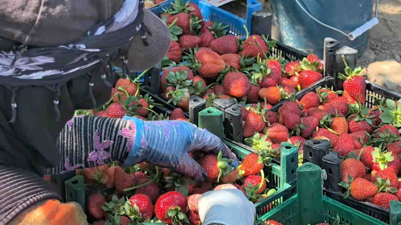 Don Vurdu, Hasat GeciktiBursa’nın İnegöl ilçesine bağlı Kurşunlu Mahallesi’nde yetiştirilen