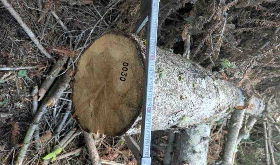 Bolu ve Gerede’de ormandan kaçak şekilde 792 kök köknar ağacını