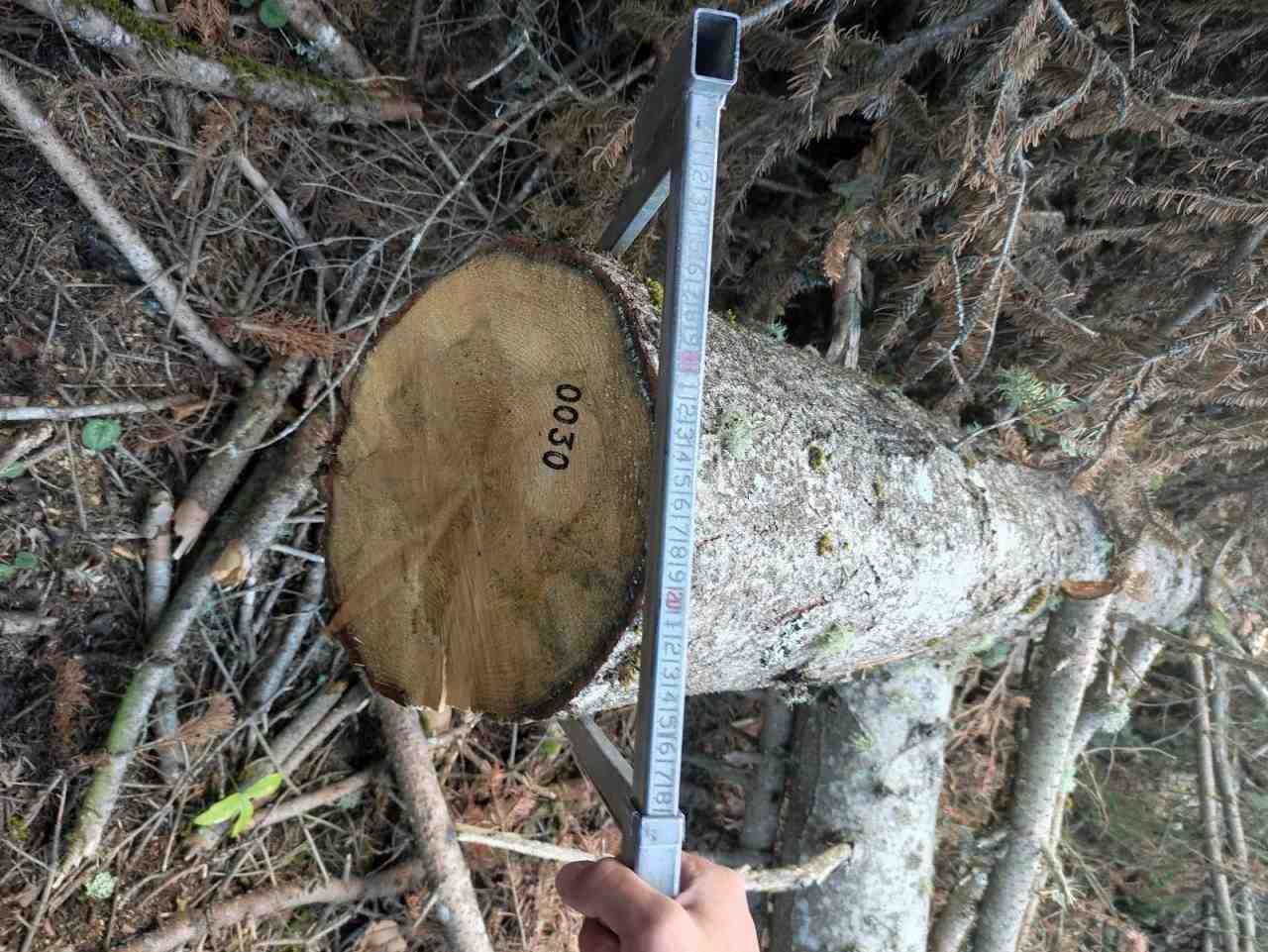 Bolu ve Gerede’de ormandan kaçak şekilde 792 kök köknar ağacını