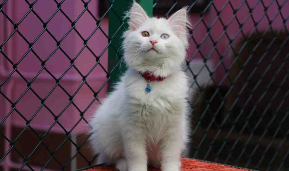 Bir Gözü Mavi, Diğeri Kehribar: Van Kedileri Yine Gönülleri Fethetti