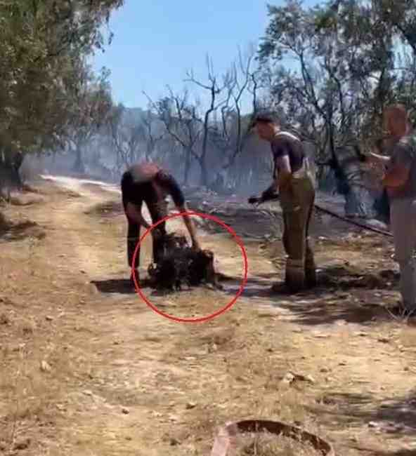 Yangın 4,5 Saatte Kontrol Altına Alındı, Onlarca Hayvan KurtarıldıBursa’nın Osmangazi