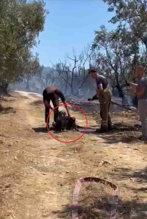 Yangın 4,5 Saatte Kontrol Altına Alındı, Onlarca Hayvan KurtarıldıBursa’nın Osmangazi