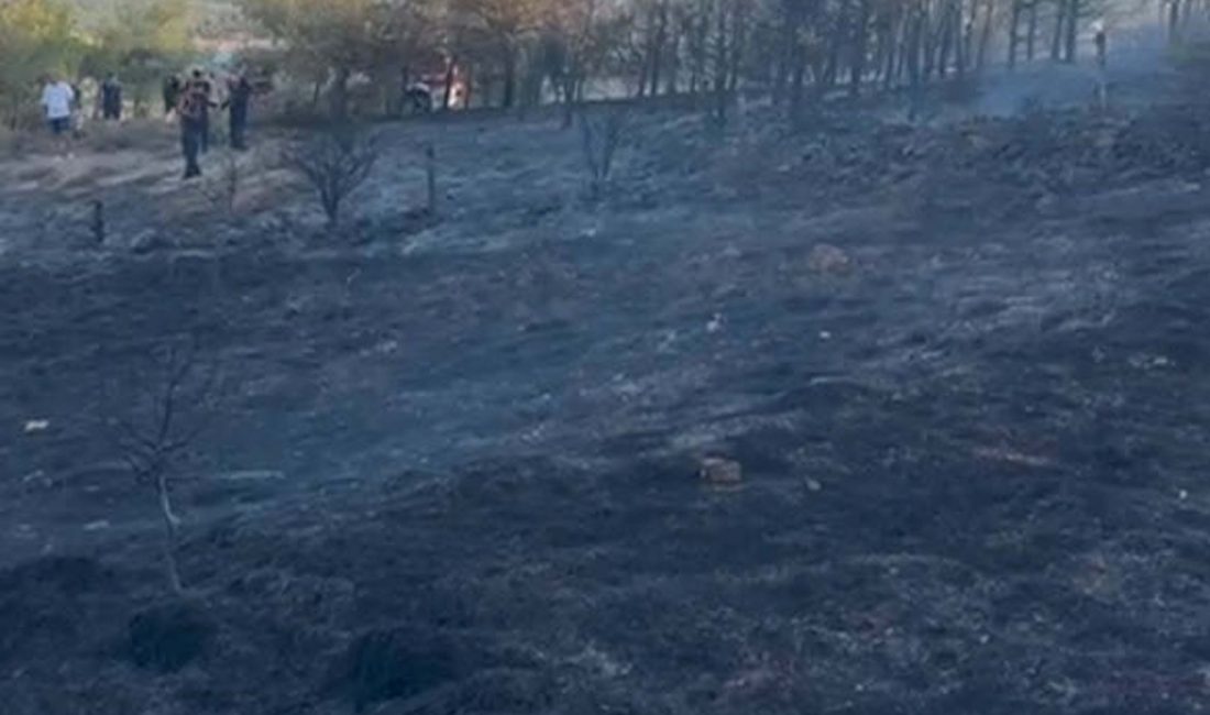 Ayvalık Cunda Adası’nda Orman YangınıBalıkesir’in Ayvalık ilçesi sınırlarında yer alan