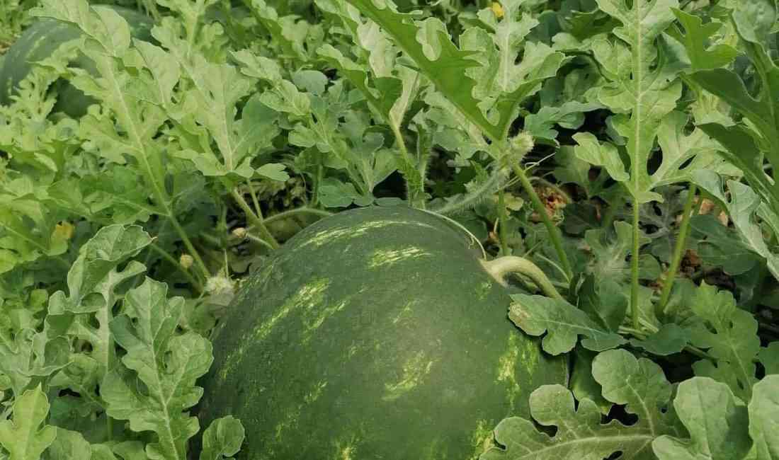 Antalya’da Don, Dolu ve Fiyat Krizi Karpuz Üreticisini Zor Durumda