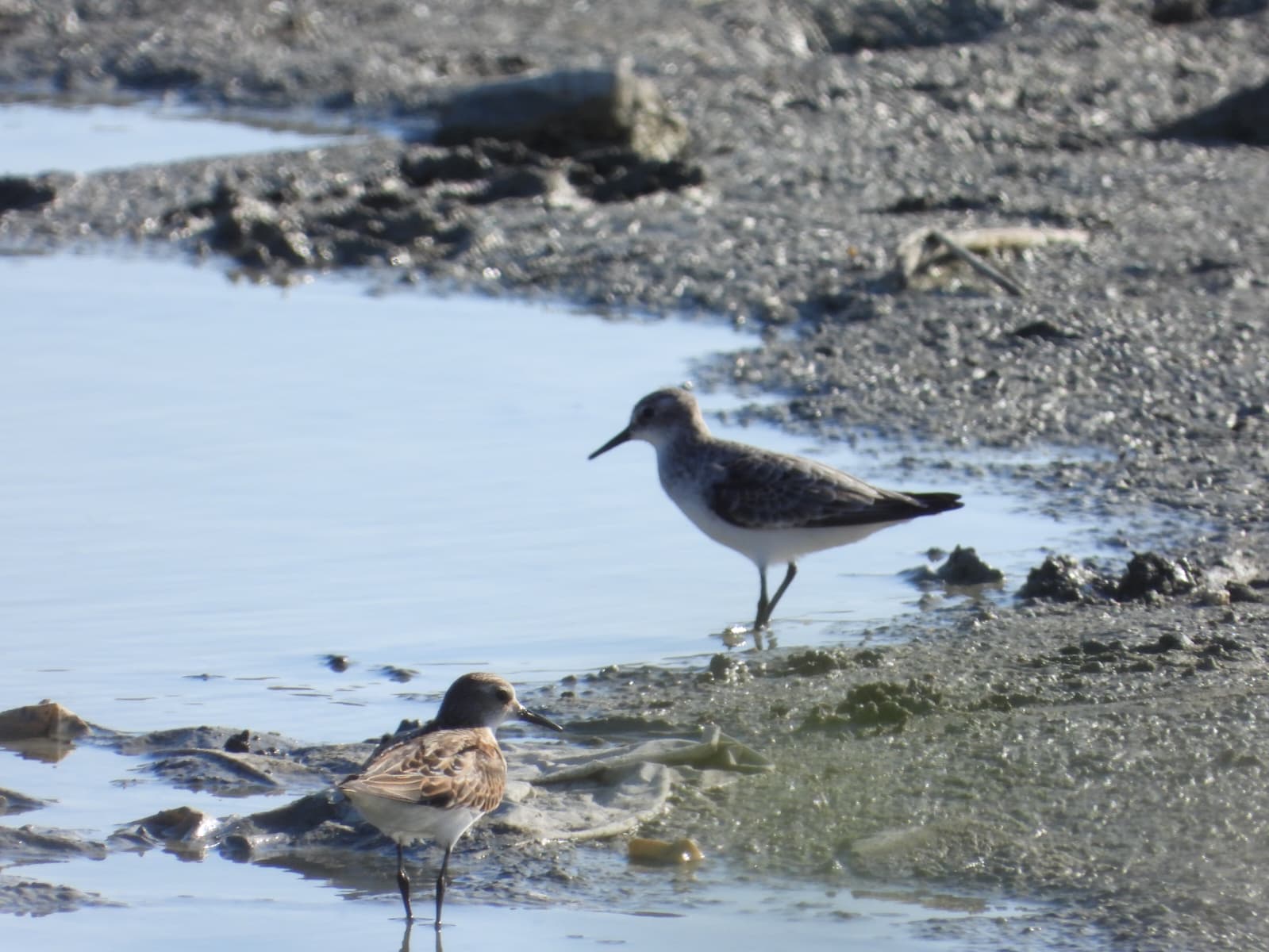 Hatay’ın Samandağ ilçesinde yer alan Milleyha Kuş Cenneti, yaşadığı kuraklık