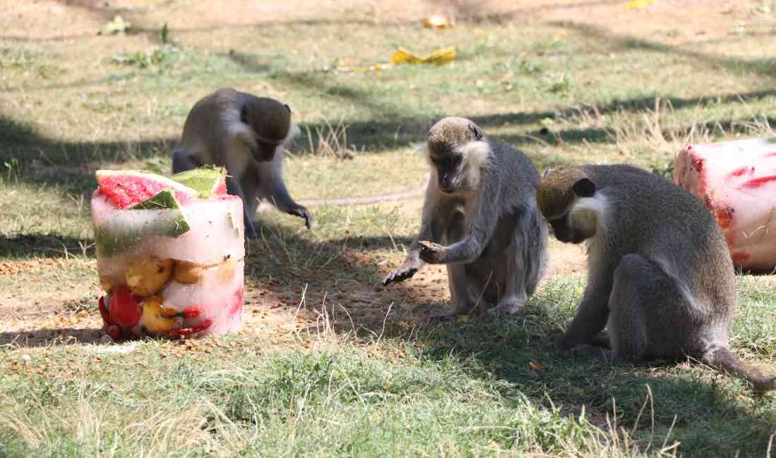 Kayseri’deki Anadolu Harikalar Diyarı’ndaki hayvanat bahçesinde, yaz aylarında sıcaktan bunalan