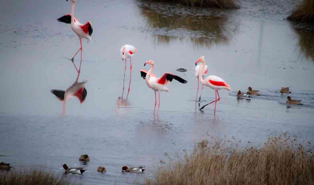Marmara’nın Kuş Oteli Kuraklık ve Müsilajla Karşı KarşıyaYalova’nın Altınova ilçesinde