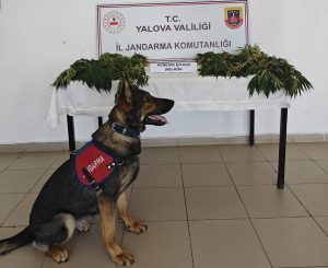 Ormanlık Alanda Kenevir Ekimi Tespit Edildi Yalova İl Jandarma Komutanlığı,