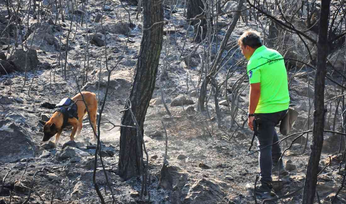 Yangın Tespit Köpeği Ateş, Sabotajları Ortaya ÇıkarıyorManisa’da, yangınların sabotaj kaynaklı