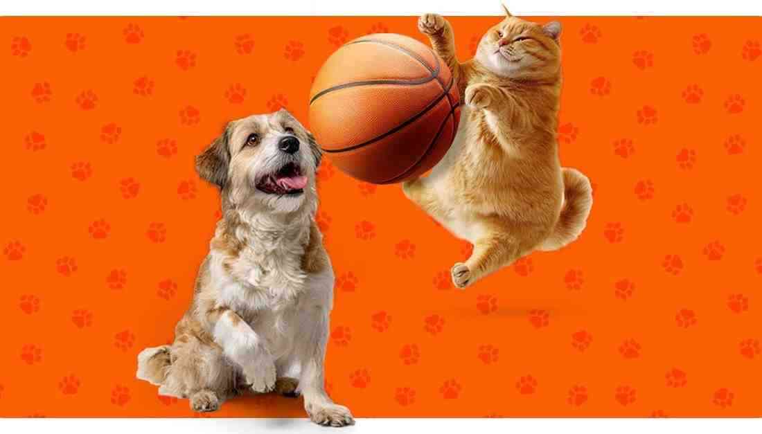 A Milli Kadın Takımı FIBA’da 7’nci Oldu, Dünya Kupası Elemeleri