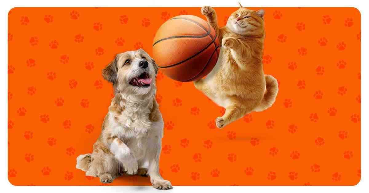 A Milli Kadın Takımı FIBA’da 7’nci Oldu, Dünya Kupası Elemeleri