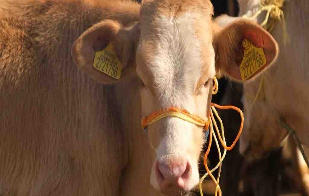 Adana Veteriner Hekimler Odası Başkanı Nihat Köse, şap hastalığına karşı