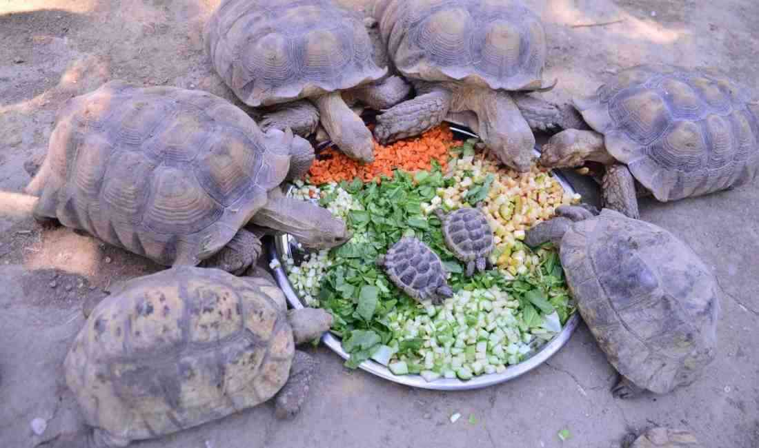 Afrika’nın Egzotik Kaplumbağaları Bursa’da Özenle BesleniyorBursa Hayvanat Bahçesi’nde yer alan